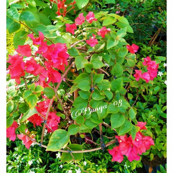 Tanaman hias BOUGENVILLE / BUNGA KERTAS / BUNGA BOUGENVILLE MERAH
