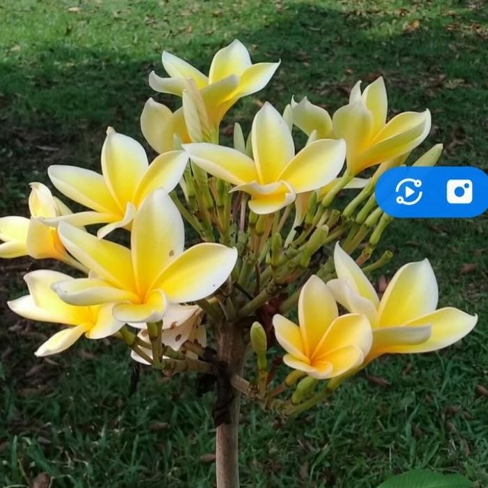 hon kamboja bali bunga kuning 1meter