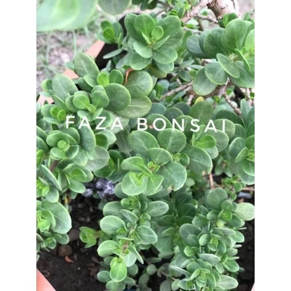 Terlaris Bibit Santigi Mawar Daun Bulat (Bahan Bonsai Stigi)