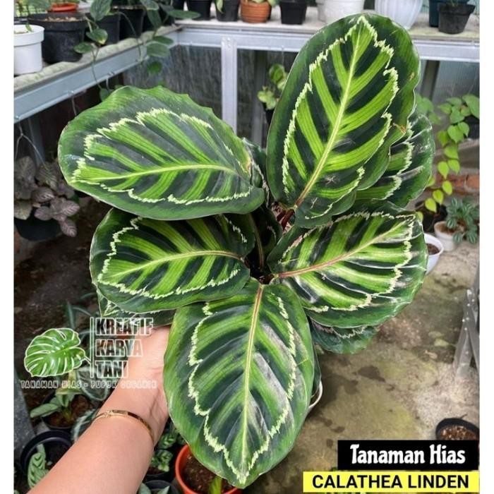 Terlaris Tanaman Hias Calathea Linden - Calathea Linden