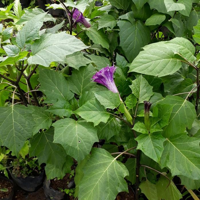 Terlaris Bunga Kecubung Ungu