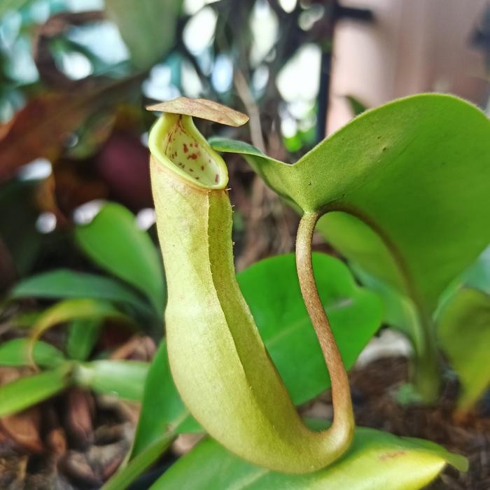 Terlaris Tanaman Karnivora Nepenthes Kantong Semar Clipeata Hybrid