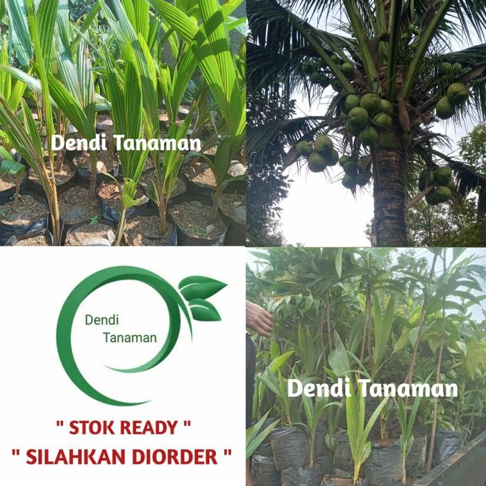 Terlaris Bibit Kelapa Wulung Hijau Merah / Tanaman Kelapa Hijau Merah Asli 100%