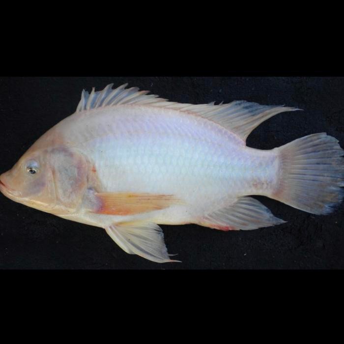 NILA MERAH /INDUKAN/KONSUMSI (HIDUP)SIZE 2-3-4-5/KG