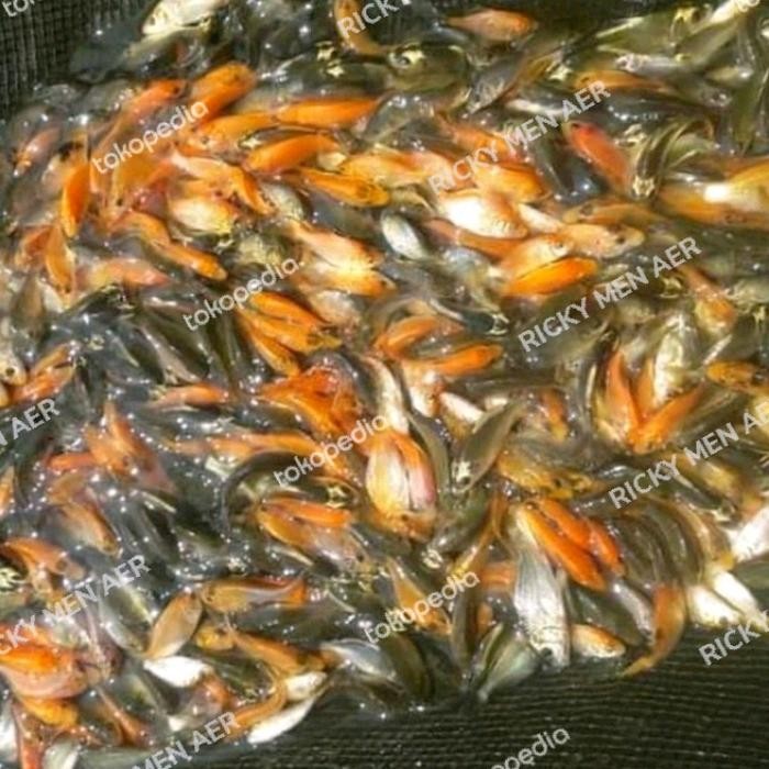 IKAN NILA PAKAN PREDATOR 1 LITER