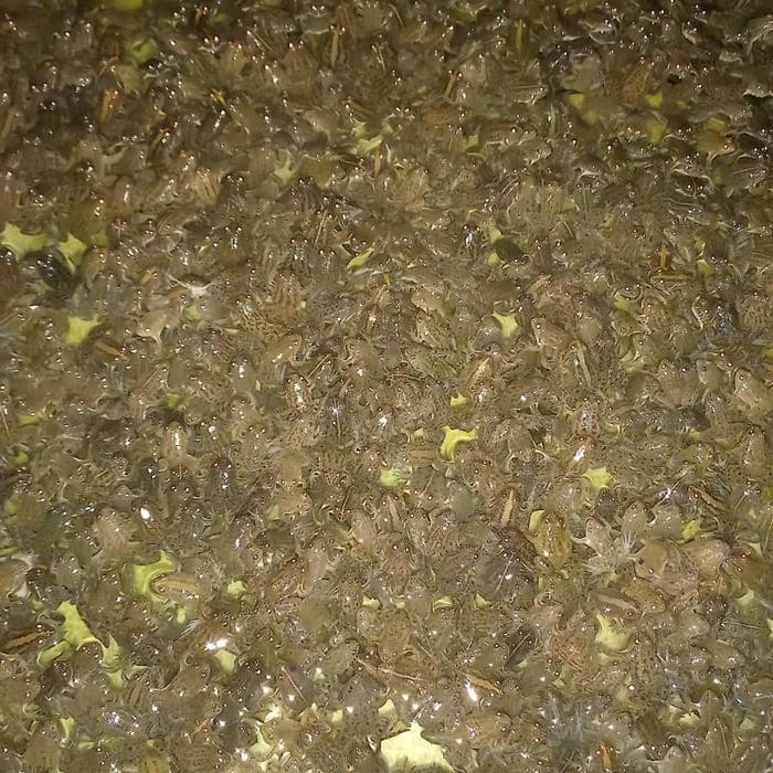 KODOK AIR HIDUP PAKAN IKAN ARWANA PREDATOR SIZE 2 - 4CM KODOK KATAK AIR HIDUP SEGER ISI 100 EKOR