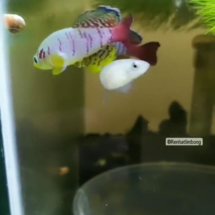 KILLIFISH TELUR GUENTHERI RED