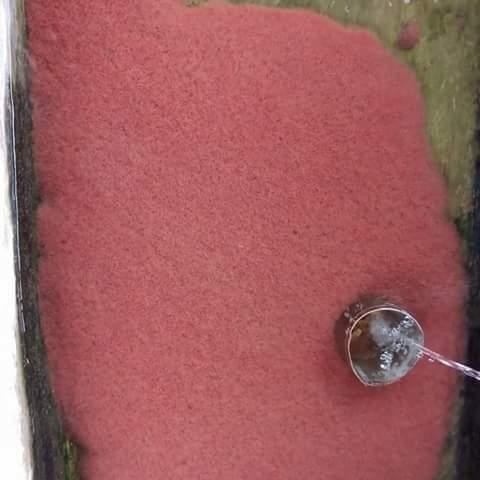 CACING SUTRA 1 GELAS AQUA