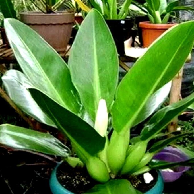Terlaris Tanaman Hias Philodendron Katak - Pilo Katak