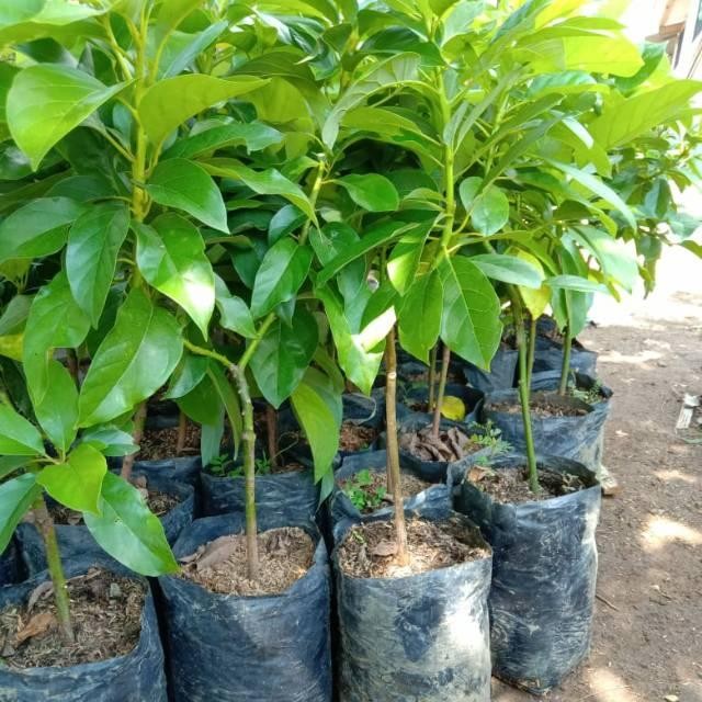ORIGINAL Bibit taan buah Alpukat Singkawang tinggi 1 meter unggul READY STOCK