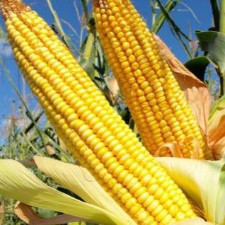 Benih Jagung NK 212 Syngenta 1 KG NK212