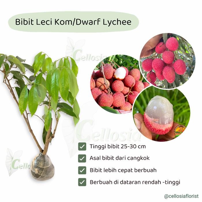Bibit Tanaman Buah Leci Kom Dwarf / Leci Merah Siap Berbuah