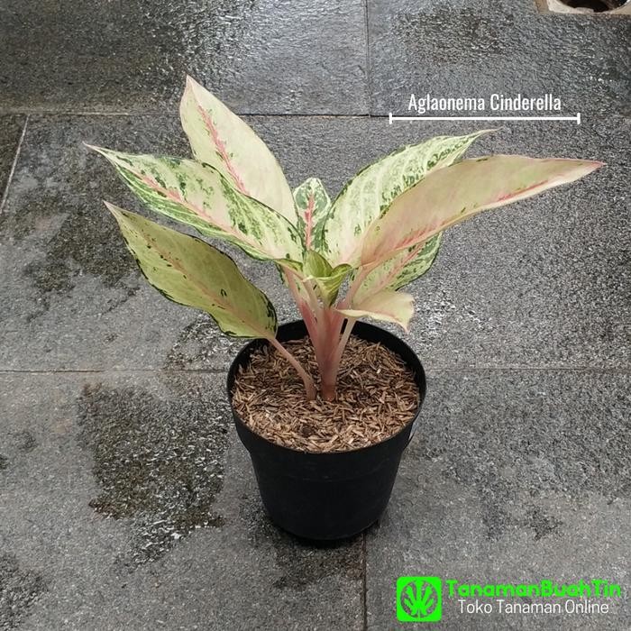 Tanaman Aglonema Cinderella