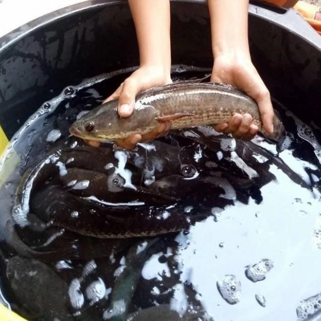 (Allthebest) ikan kutuk hidup segar 1 kg