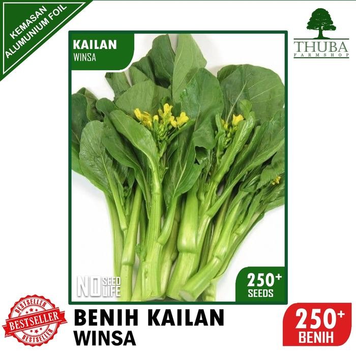 250 Biji - Benih Kailan WINSA - Bibit Kailan Sayur Darat / HIDROPONIK