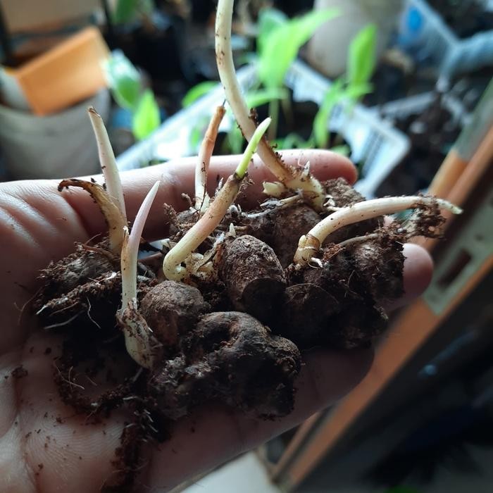 

New rimpang kunyit hitam siap tanam per tunas