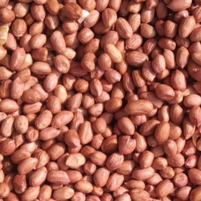 

Ready Kacang Tanah Mentah