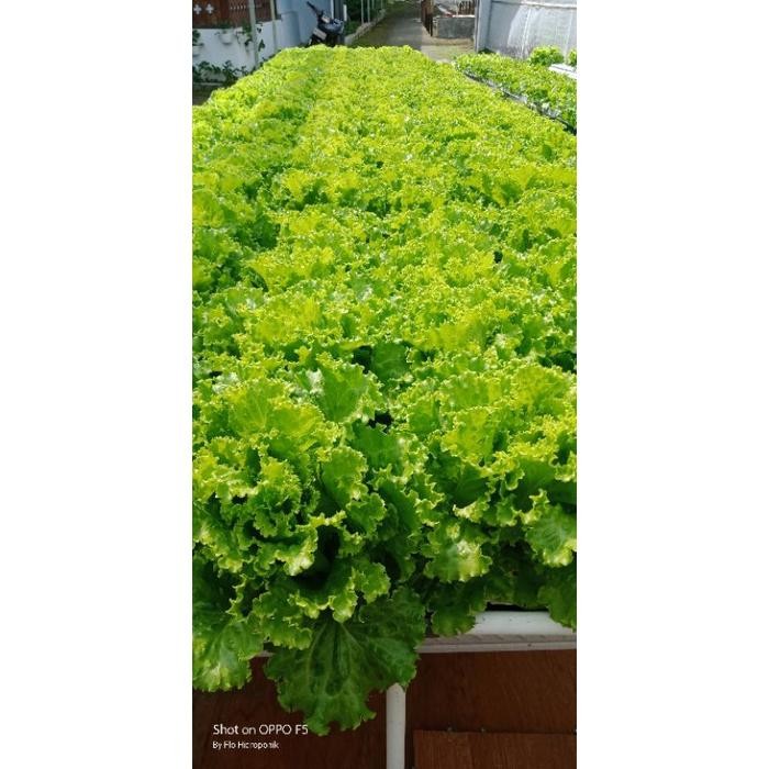 [Expert] Benih Selada RZ Jonction RZ Junction 100 Butir / Pills Bibit Selada RZ Flo Hidroponik