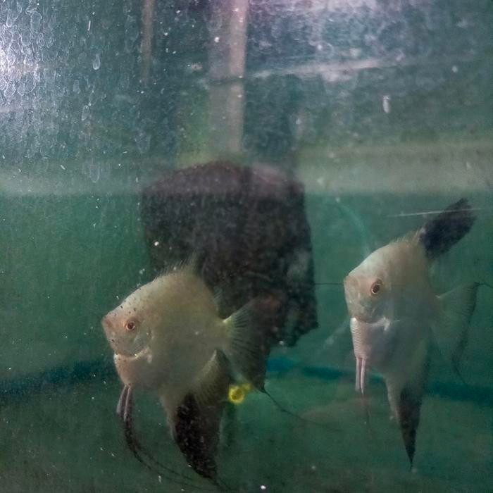 

manvis BSP(Bulgarian seal poin) induk pasangan