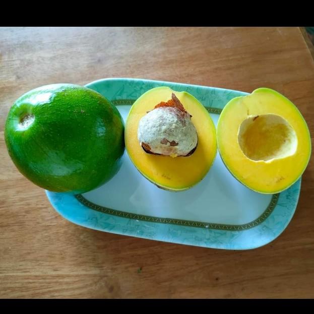 TERLARIS bibit buah alpukat peterson taan alpukat peterson READY STOCK