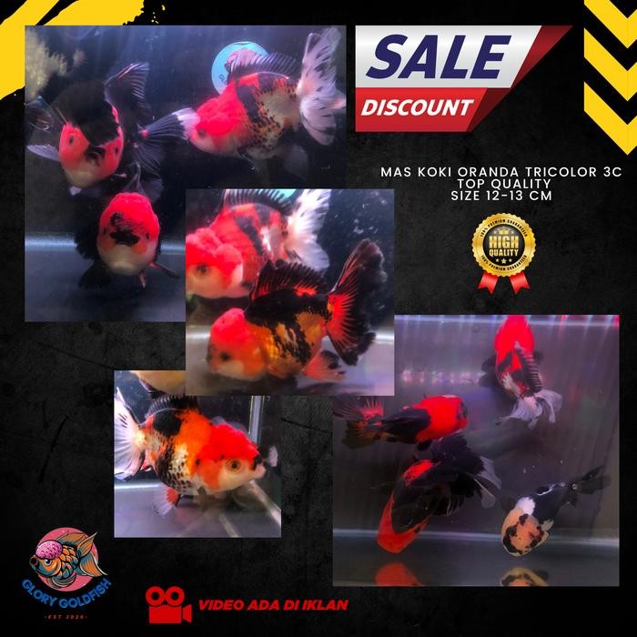 Ikan Koki Oranda Panda 3 Color Lucu Unik High Quality