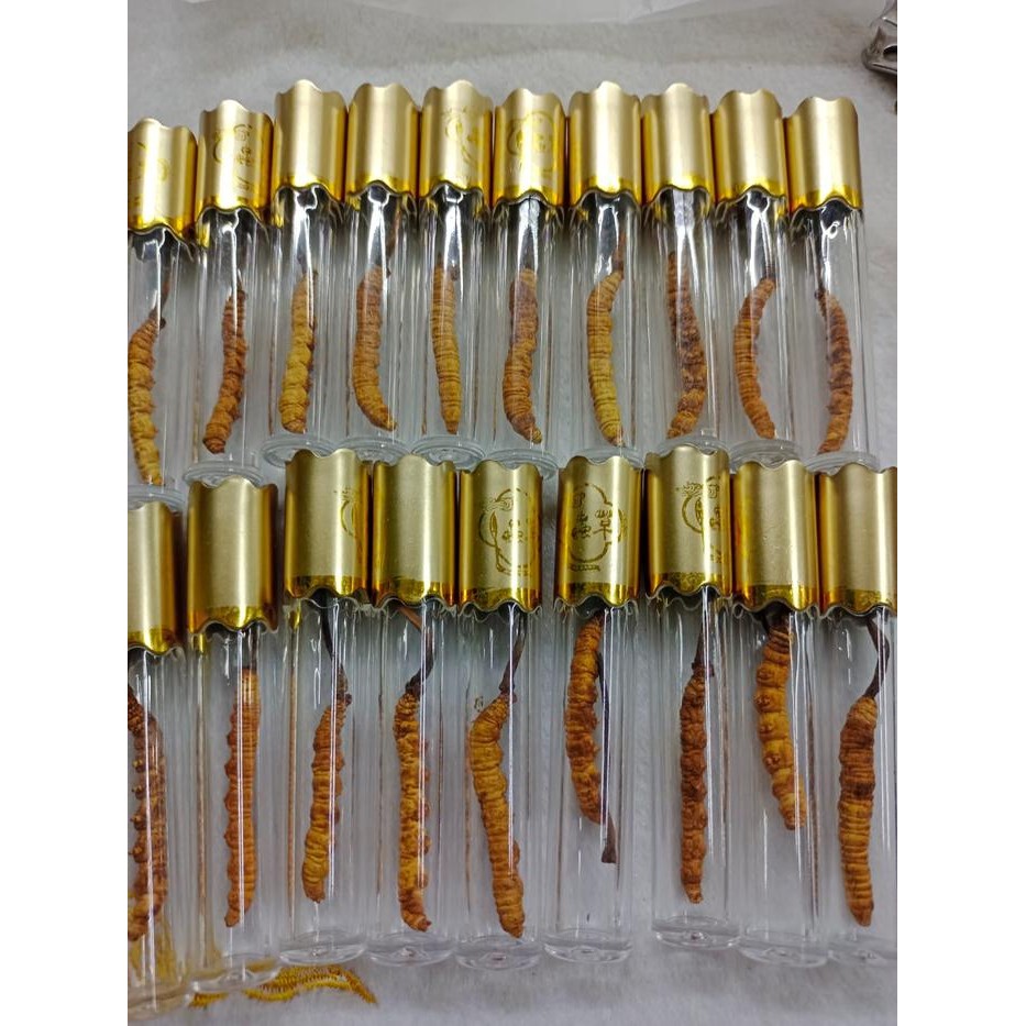 

Ready Stock Cordyceps Premium Organik Dong Chong Xia Cao (Obat Paru Ginjal) Pcs