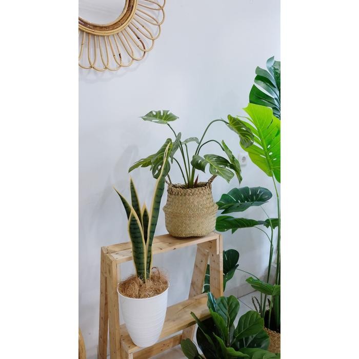 Tanaman Plastik Monstera - Latex Karet