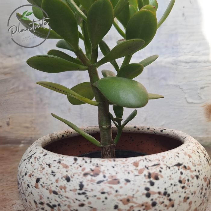 Crassula Ovata Jade Plant Pottery Set Tanaman Giok Tanaman Keberuntungan Plantaste