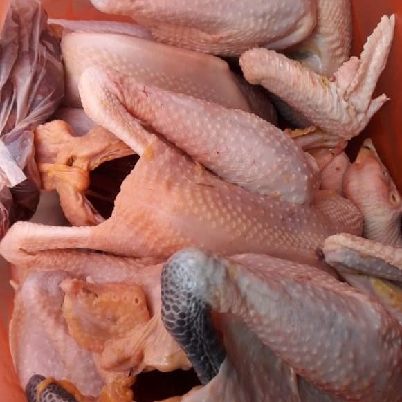 

(Expert) AYAM KAMPUNG LARGE 900-1000gr