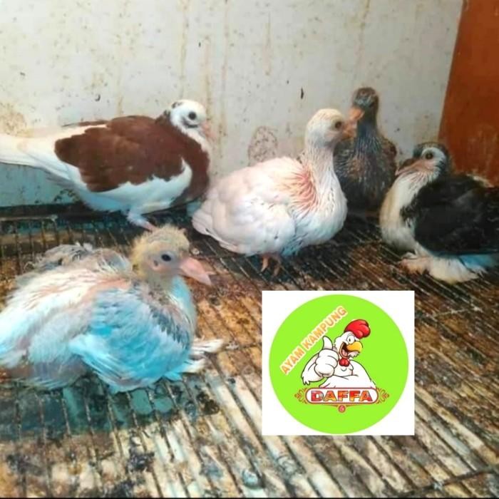 

(Expert) DAGING BURUNG DARA (Piyik)