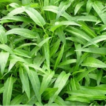 

(Expert) benih bibit kangkung