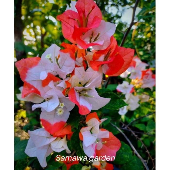 

(Expert) Tanaman hias bugenvil bunga kerta tanaman hidup