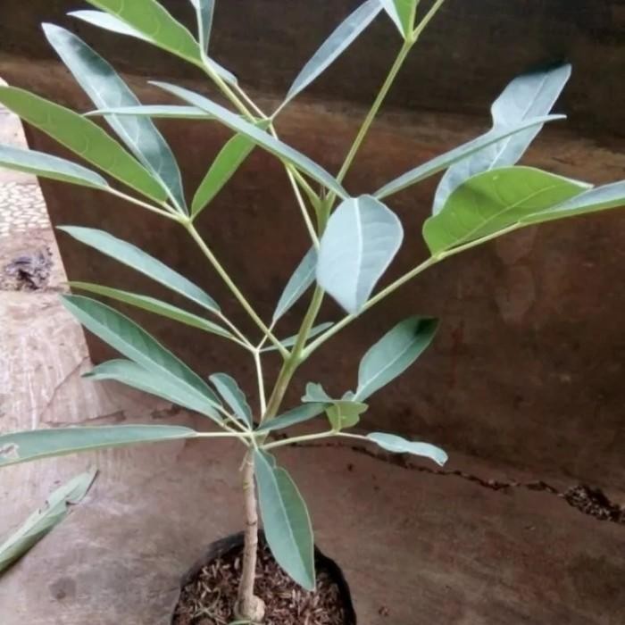 (Expert) Tanaman Tabebuya Varian Warna Pohon Tabebuya Bibit Tanaman Tabebuya