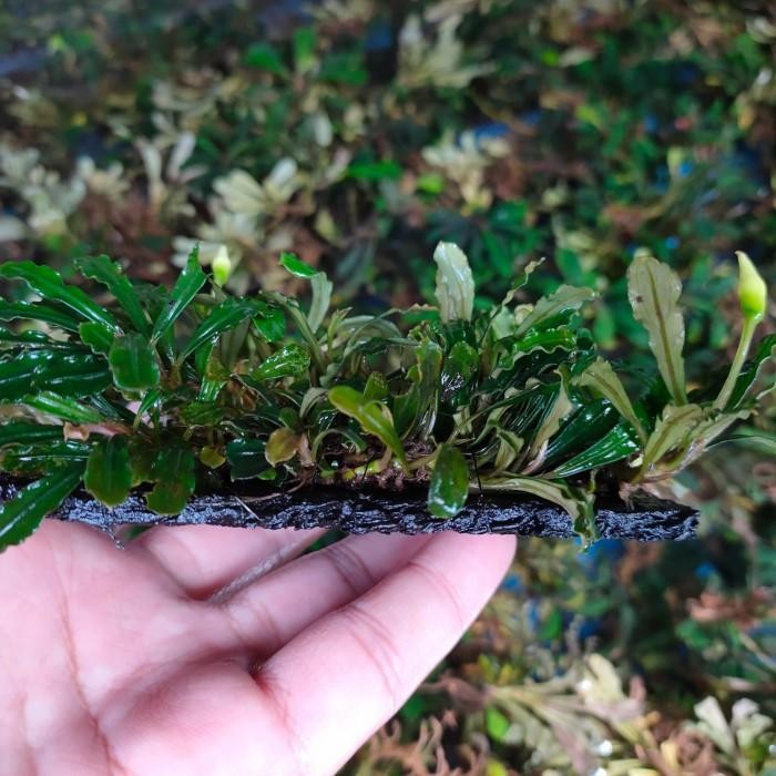 (Expert) BUCE SP MINI BUCEPHALANDRA AQUATIC PLANT
