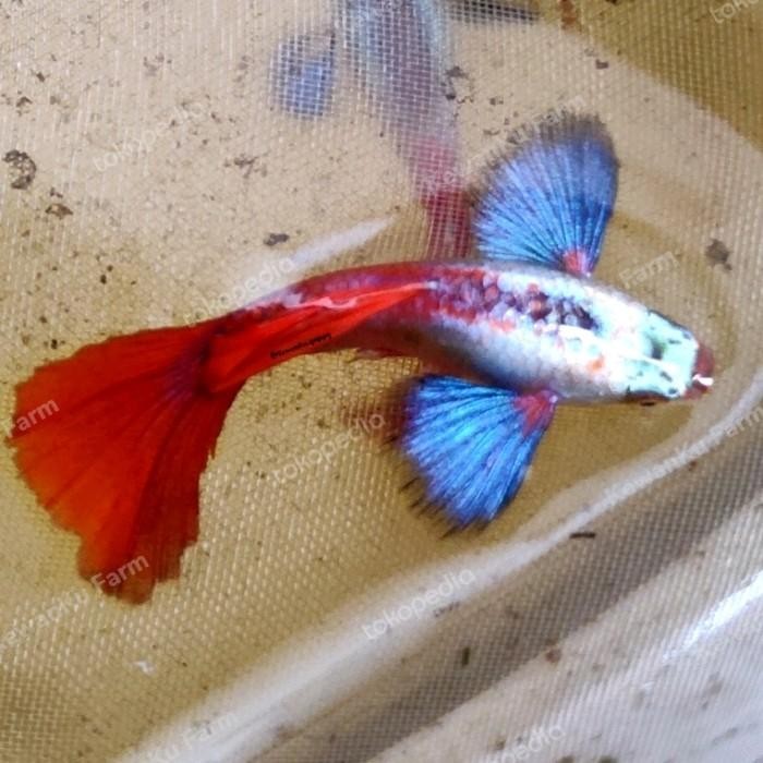 (Expert) Guppy PRTDE Platinum Red Tail Dumbo Ear Grade A Sepasang