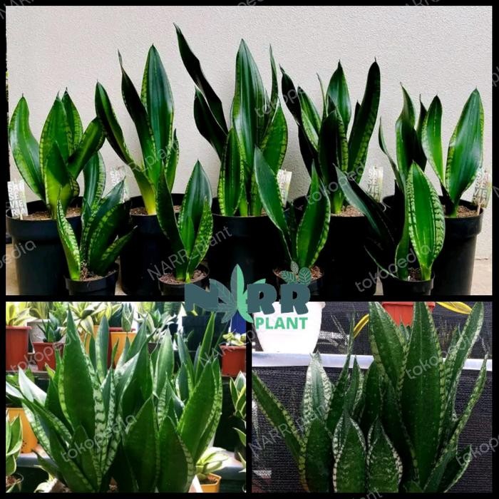 BEST SELLER sansivera whitney