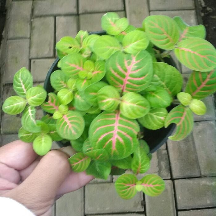 BEST SELLER Fittonia Green Mini Fitonia Hijau Lucu Imut Cantik