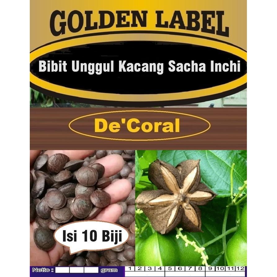 Bibit Unggul Kacang Sacha Inchi Biji Benih Kacang Sacha Herbal