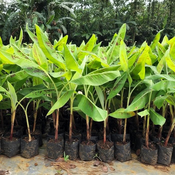 Bibit kultur jaringan Pisang Cavendish CJ40