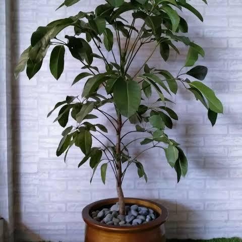 Tanaman Walisongo daun besar - pohon Walisongo 1mtr