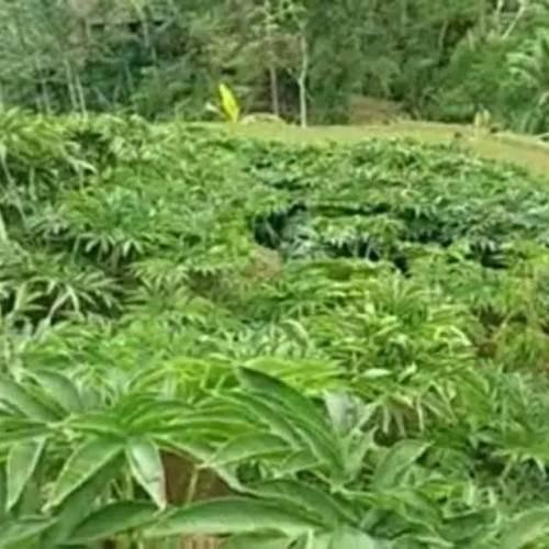 

Promo Umbi porang segar,umbi porang besar,untuk beras,bibit,dll 1kg