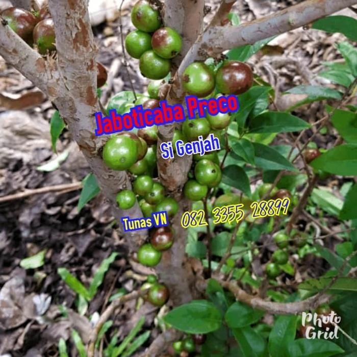 Bibit Tanaman Jaboticaba Preco Anggur Brazil Genjah Hybrid Tanaman
