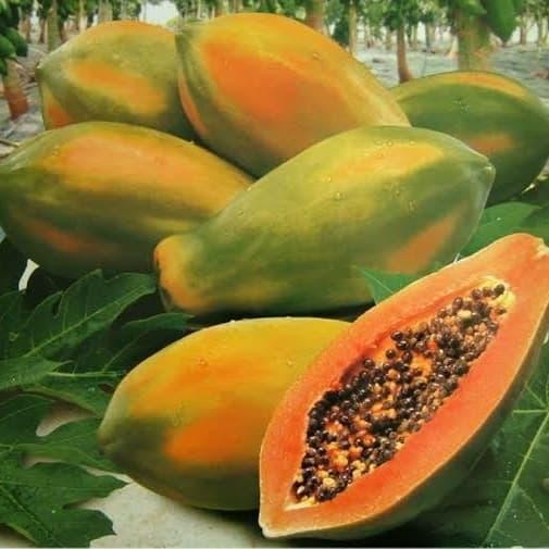 

Glx Pepaya Bangkok [ 600gr-1.2kg/buah ]