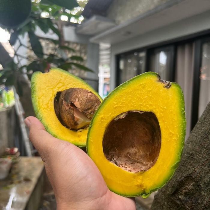 

Glx Alpukat alpukat papua alpukat mentega - 1kg