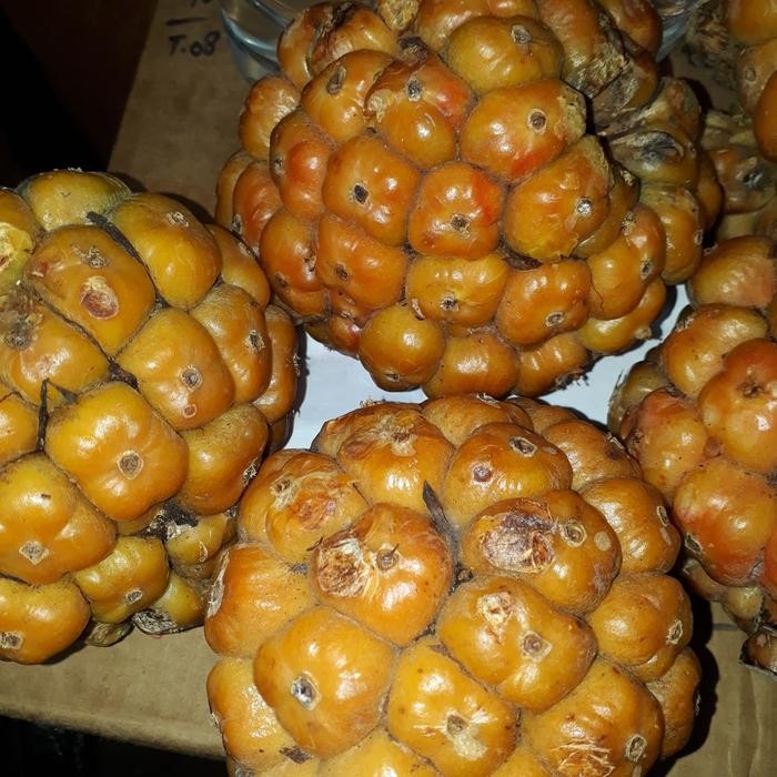 

Glx Asam Cikala / Patikala / Buah Kecombrang 500gram