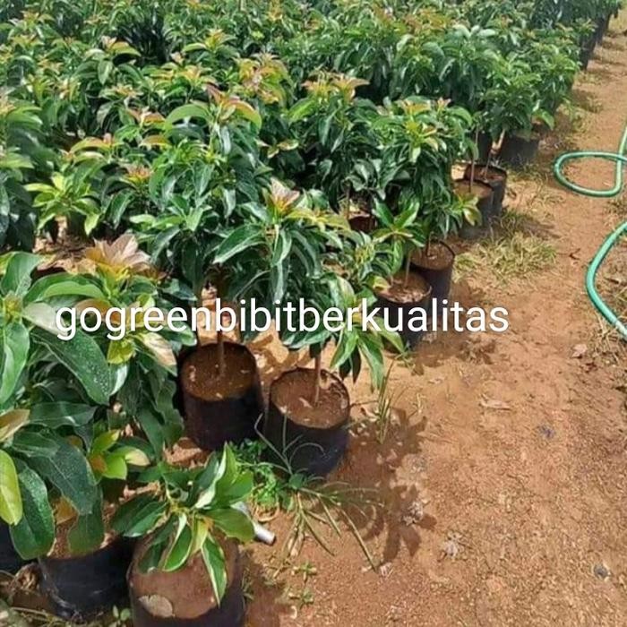 bibit alpukat miki 1 meter full media