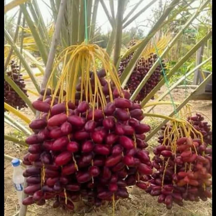 Bibit kurma Ajwa super unggul