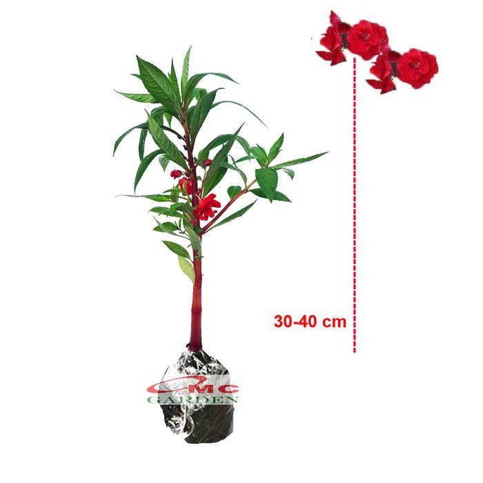 Kembang Bunga Pacar Air Merah Tumpuk Sudah Berbunga Tanaman PACAR-3040