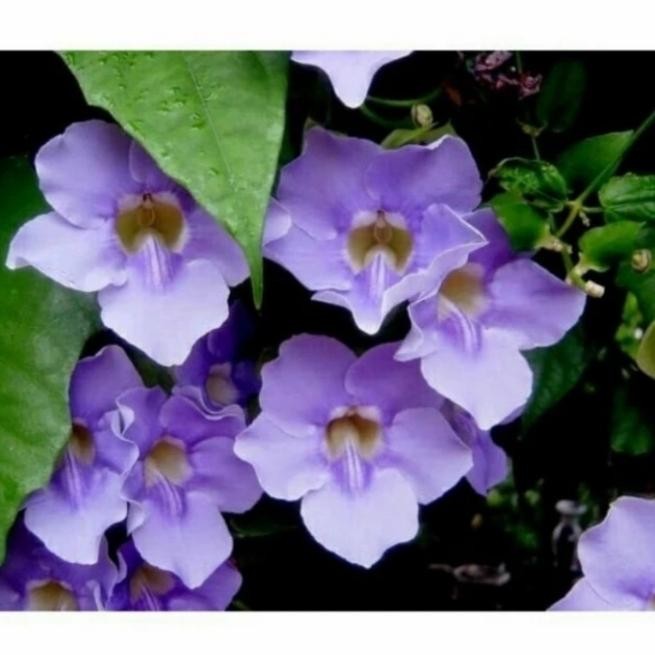 Tanaman Rambat Tumbergia Bunga Ungu