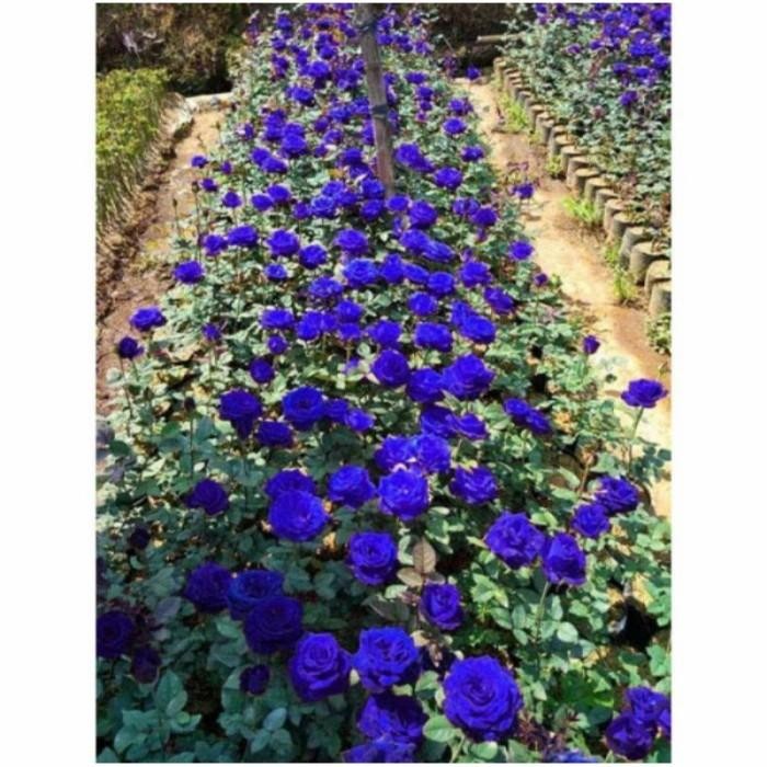 tanaman hias mawar biru